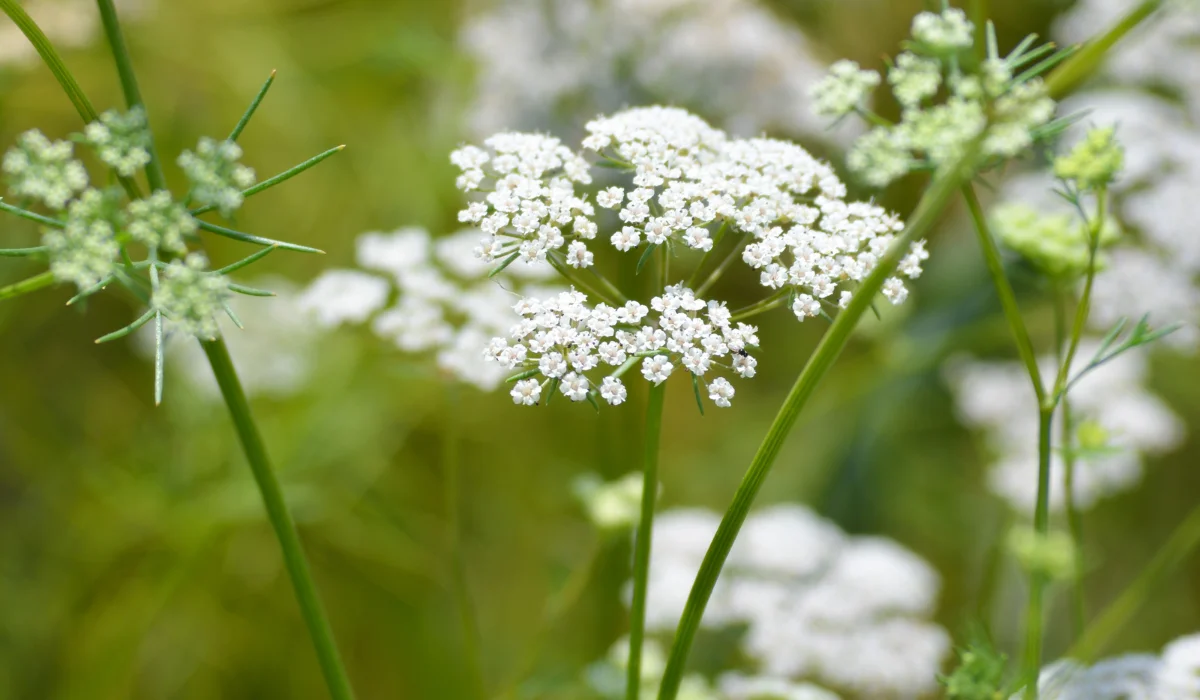 Where Cumin is Grown: A Comprehensive Guide